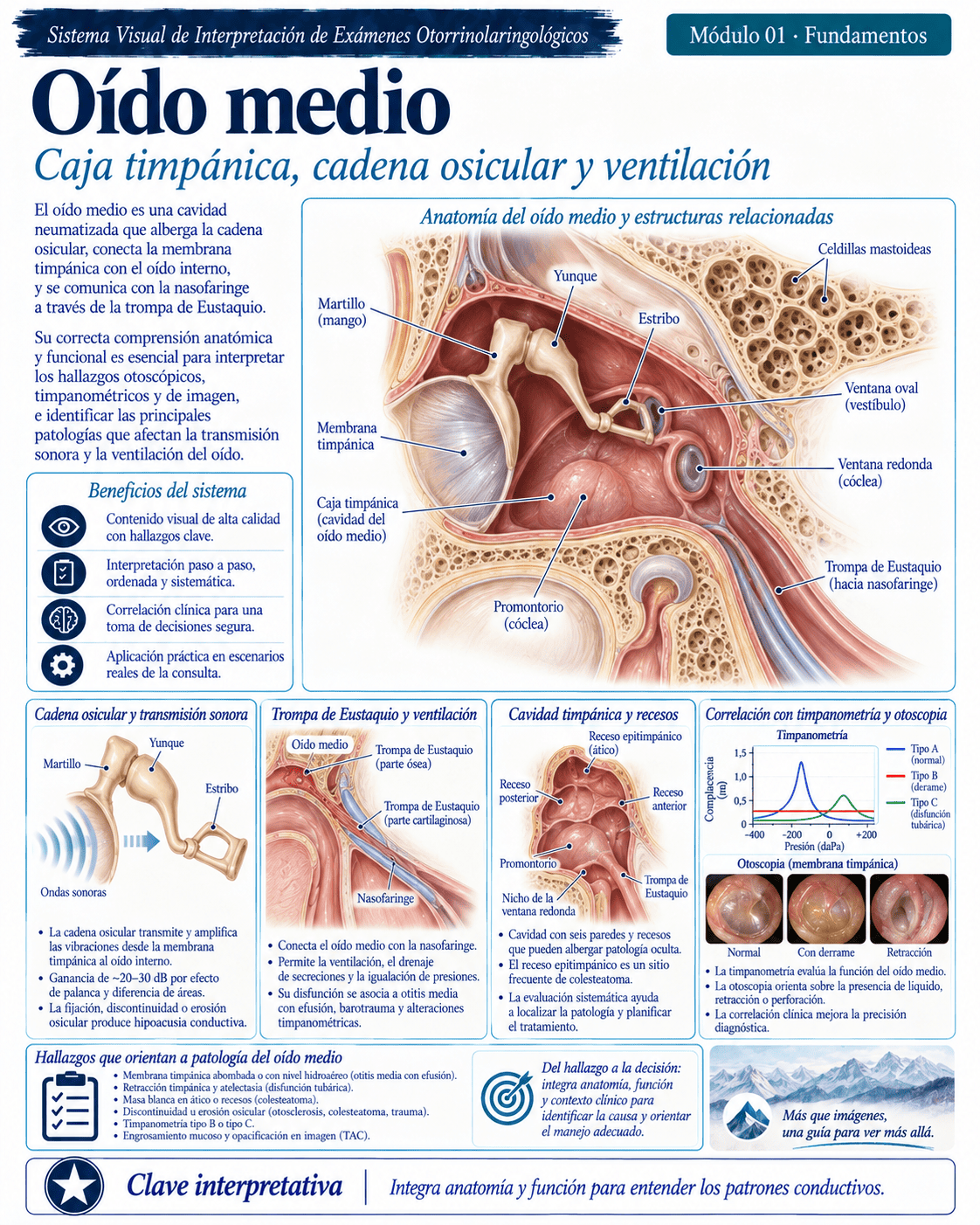 Muestra ilustrada del atlas médico ORL