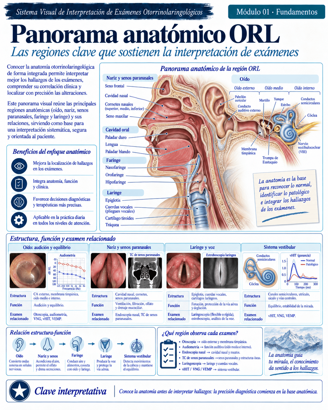 Muestra ilustrada del atlas médico ORL