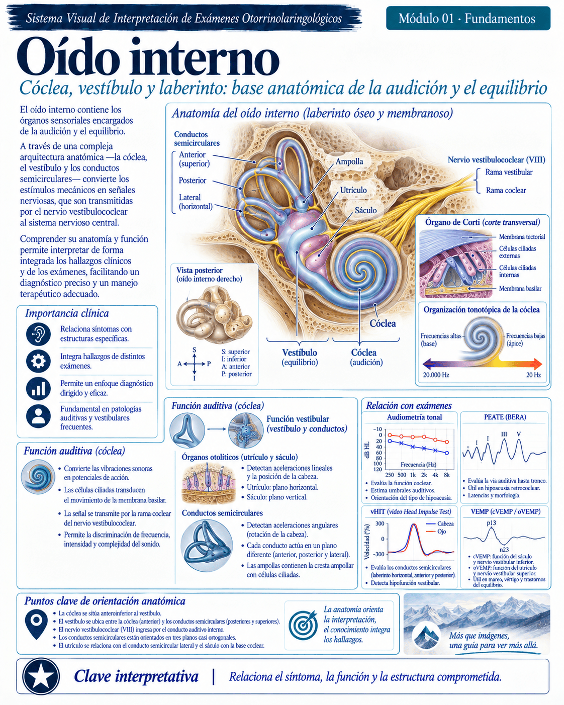 Muestra ilustrada del atlas médico ORL