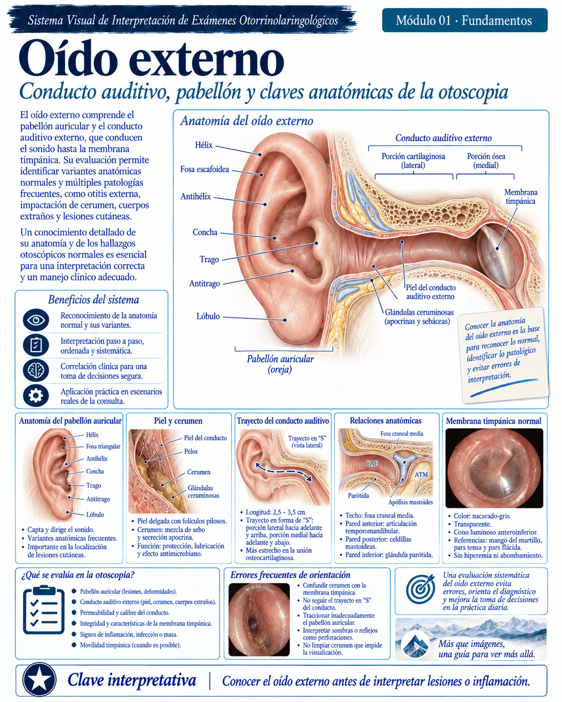 Muestra ilustrada del atlas médico ORL