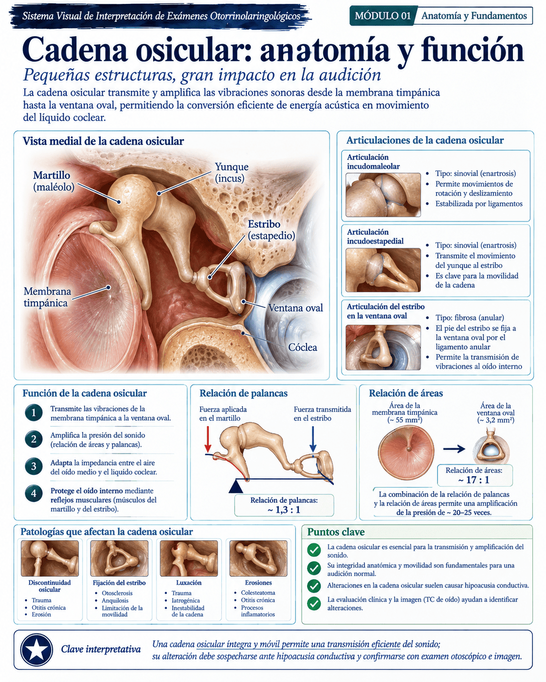 Muestra ilustrada del atlas médico ORL