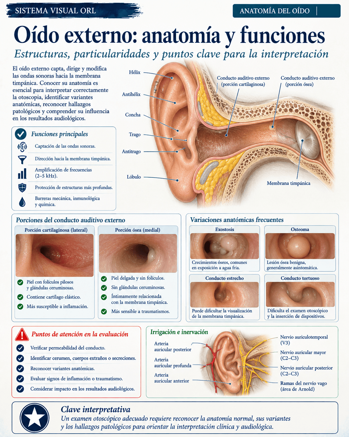 Muestra ilustrada del atlas médico ORL